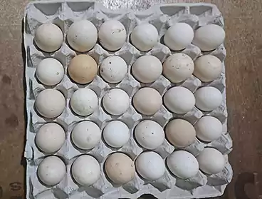Free-Range Eggs