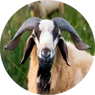 Mutton