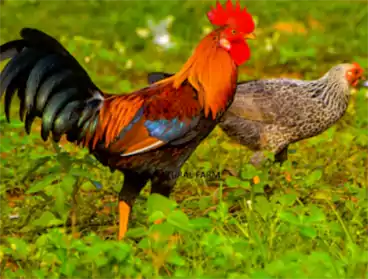Sonali Chicken