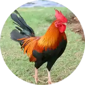 Chicken