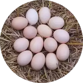 Desi Eggs